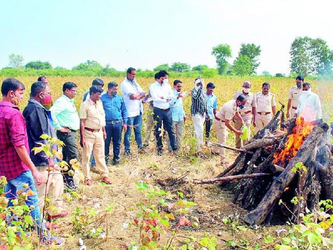 post-mortem of tiger found dead in umred forest division inconclusive | ‘त्या’ वाघाच्या कातडीसह नखे, दात शाबूत! हाडे मात्र मोडलेली; अनेक प्रश्न उपस्थित post-mortem of tiger found dead in umred forest division inconclusive | ‘त्या’ वाघाच्या कातडीसह नखे, दात शाबूत! हाडे मात्र मोडलेली; अनेक प्रश्न उपस्थित