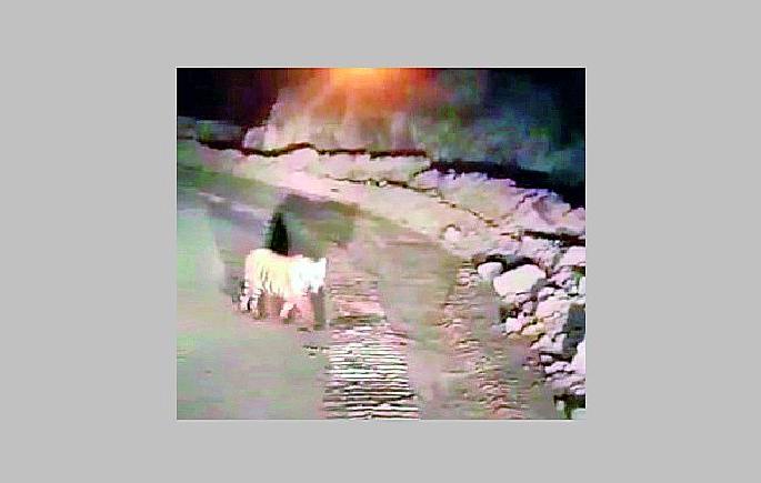 tiger suddenly come in front of workers vehicle in ispat coal mine road video viral | थरार! अंधाऱ्या रात्री वाघ अन् कामगार आमने-सामने, व्हिडिओ व्हायरल tiger suddenly come in front of workers vehicle in ispat coal mine road video viral | थरार! अंधाऱ्या रात्री वाघ अन् कामगार आमने-सामने, व्हिडिओ व्हायरल