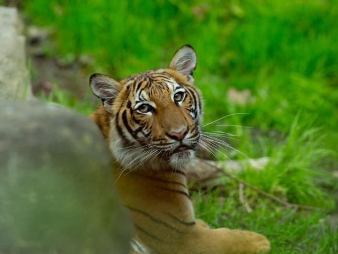 Coronavirus: world's first Corona-positive animal found, infected with zoo tiger in america MMG | Coronavirus : जगातील पहिला कोरोना पॉझिटीव्ह प्राणी आढळला, प्राणीसंग्रहालयातील वाघिणीला संसर्ग Coronavirus: world's first Corona-positive animal found, infected with zoo tiger in america MMG | Coronavirus : जगातील पहिला कोरोना पॉझिटीव्ह प्राणी आढळला, प्राणीसंग्रहालयातील वाघिणीला संसर्ग