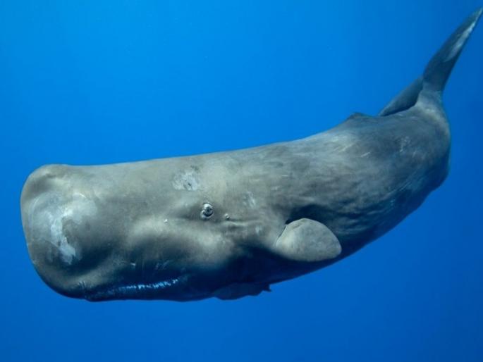 Sperm whale vomit smuggling; 2 kg of vomit worth Rs 2 crore seized | स्पर्म व्हेल माशाच्या उलटीची तस्करी; २ कोटींची २ किलो उलटी जप्त Sperm whale vomit smuggling; 2 kg of vomit worth Rs 2 crore seized | स्पर्म व्हेल माशाच्या उलटीची तस्करी; २ कोटींची २ किलो उलटी जप्त