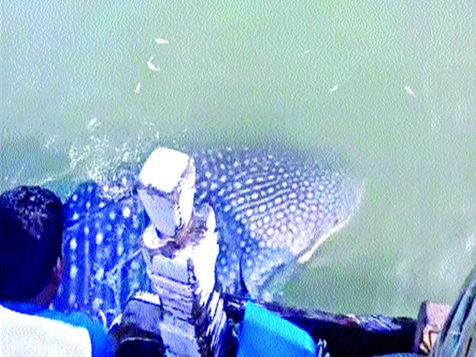  Failure of the whale trapped in the net; Fishermen | जाळ्यातील व्हेलची सुखरूप मुक्तता; मच्छीमारदिनीच घडला महाथरार