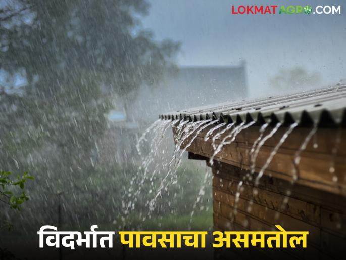 latest news Vidarbha Weather Update: Unbalanced rainfall in Vidarbha; Gadchiroli-Chandrapur receiving heavy rainfall, while Buldhana is dry! | Vidarbha Weather Update : विदर्भातील पावसाचा असमतोल; गडचिरोली-चंद्रपूर मुसळधार, तर बुलढाणा कोरडा!