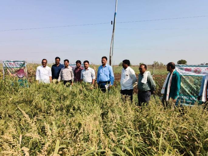 for the first time in vidarbha cultivation of all cereals in rabi season | विदर्भात प्रथमच रब्बी हंगामात सर्वच तृणधान्यांची लागवड for the first time in vidarbha cultivation of all cereals in rabi season | विदर्भात प्रथमच रब्बी हंगामात सर्वच तृणधान्यांची लागवड