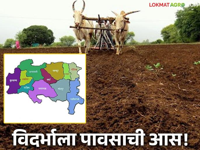latest news Vidarbha Weather Update : Rains 'dry up' in Vidarbha; Farmers are working under the open sky Read more | Vidarbha Weather Update : विदर्भात पावसाचं 'सुकं येरझार'; शेतकरी उघड्या आभाळाखाली वाचा सविस्तर latest news Vidarbha Weather Update : Rains 'dry up' in Vidarbha; Farmers are working under the open sky Read more | Vidarbha Weather Update : विदर्भात पावसाचं 'सुकं येरझार'; शेतकरी उघड्या आभाळाखाली वाचा सविस्तर