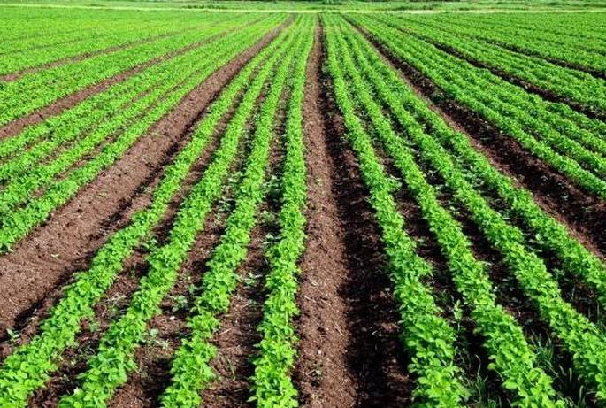 Vidarbha farmers turn to 'BBF' technique! | विदर्भातील शेतकऱ्यांचा ‘बीबीएफ’ तंत्राकडे कल ! Vidarbha farmers turn to 'BBF' technique! | विदर्भातील शेतकऱ्यांचा ‘बीबीएफ’ तंत्राकडे कल !