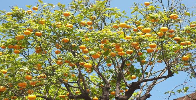 Water scarcity hit in Vidarbha Horticulture! | विदर्भातील फळबागांवर पाणी टंचाईचे सावट ! Water scarcity hit in Vidarbha Horticulture! | विदर्भातील फळबागांवर पाणी टंचाईचे सावट !