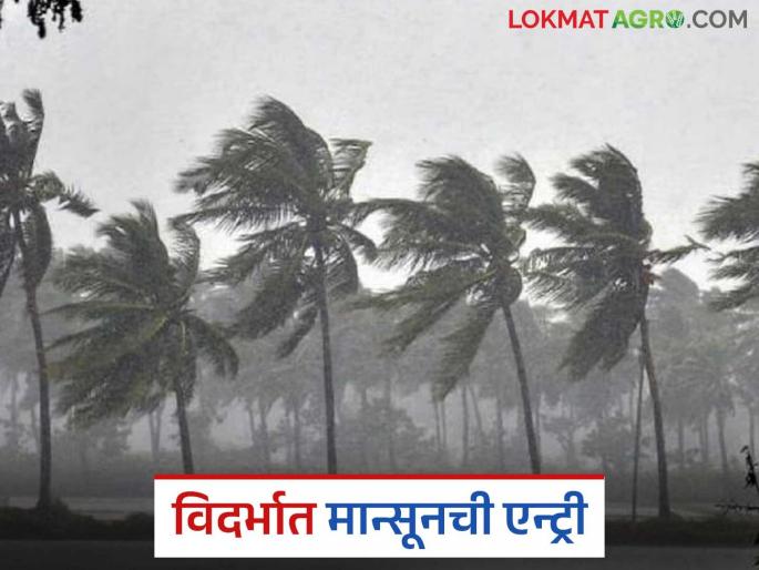 latest news Vidarbha Monsoon Update: Strong entry of monsoon in Vidarbha; Read the yellow alert for the next 5 days in detail | Vidarbha Monsoon Update : विदर्भात मान्सूनची दमदार एन्ट्री; पुढील ५ दिवस यलो अलर्ट वाचा सविस्तर