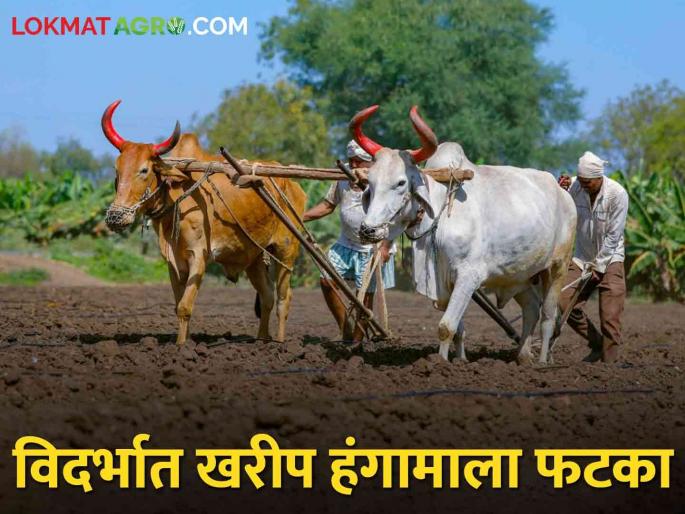 Latest News Weather Update Due to lack of rain in Vidarbha, double sowing crisis | Vidarbha Rain : विदर्भात पाऊस रुसला, खरीप हंगाम फसला, वाचा कुठल्या जिल्ह्यात किती पाऊस? Latest News Weather Update Due to lack of rain in Vidarbha, double sowing crisis | Vidarbha Rain : विदर्भात पाऊस रुसला, खरीप हंगाम फसला, वाचा कुठल्या जिल्ह्यात किती पाऊस?