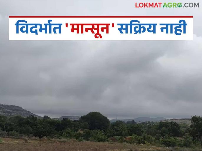 latest news Vidarbha Monsoon Update: Farmers, sowing now means a possibility of reversal! Know what is the reason | Vidarbha Monsoon Update: शेतकऱ्यांनो, आता पेरणी म्हणजे उलटणीची शक्यता! जाणून घ्या काय आहे कारण