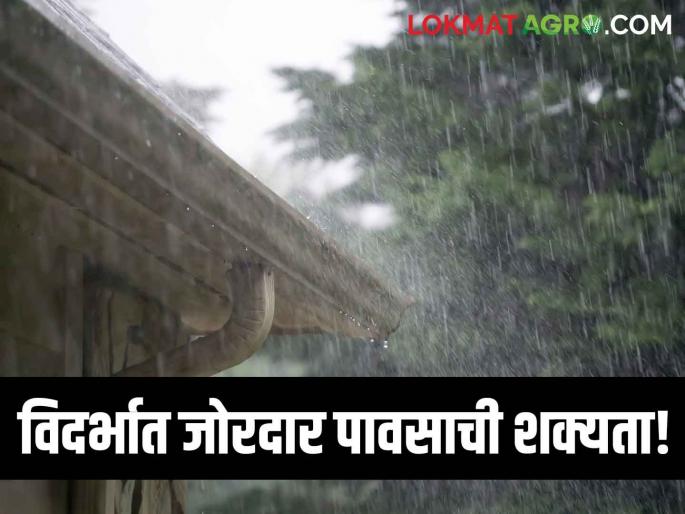 Latest News Maharashtra Rain Update Chance of heavy rain in Vidarbha, see details | Maharashtra Rain Update : विदर्भात जोरदार पावसाची शक्यता, उर्वरित महाराष्ट्रात परिस्थिती कशी? वाचा सविस्तर Latest News Maharashtra Rain Update Chance of heavy rain in Vidarbha, see details | Maharashtra Rain Update : विदर्भात जोरदार पावसाची शक्यता, उर्वरित महाराष्ट्रात परिस्थिती कशी? वाचा सविस्तर