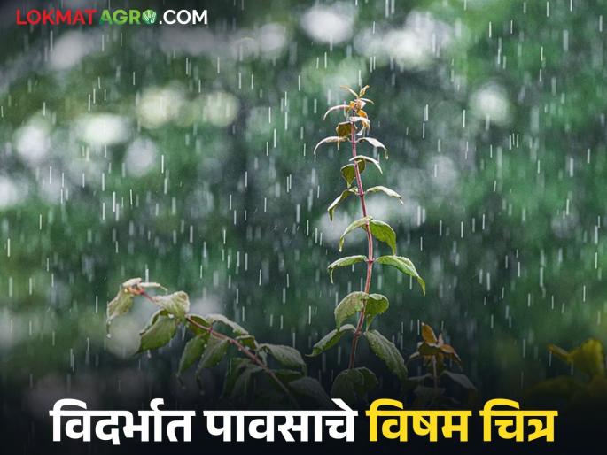 latest news Vidarbha Weather Update: Gadchiroli ‘wet’, Amravati ‘dry’! Read the uneven picture of rain in Vidarbha in detail | Vidarbha Weather Update : गडचिरोली ‘ओले’, अमरावती ‘कोरडे’;विदर्भात पावसाचे विषम चित्र वाचा सविस्तर latest news Vidarbha Weather Update: Gadchiroli ‘wet’, Amravati ‘dry’! Read the uneven picture of rain in Vidarbha in detail | Vidarbha Weather Update : गडचिरोली ‘ओले’, अमरावती ‘कोरडे’;विदर्भात पावसाचे विषम चित्र वाचा सविस्तर
