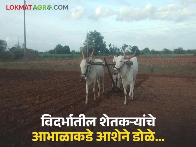 latest news Vidarbha Weather Update: Rohini and Mriga Nakshatra Korde: Farmers in Vidarbha look to the sky with hope… Read in detail | Vidarbha Weather Update : रोहिणी व मृग नक्षत्र कोरडे: विदर्भातील शेतकऱ्यांचे आभाळाकडे आशेने डोळे… वाचा सविस्तर latest news Vidarbha Weather Update: Rohini and Mriga Nakshatra Korde: Farmers in Vidarbha look to the sky with hope… Read in detail | Vidarbha Weather Update : रोहिणी व मृग नक्षत्र कोरडे: विदर्भातील शेतकऱ्यांचे आभाळाकडे आशेने डोळे… वाचा सविस्तर
