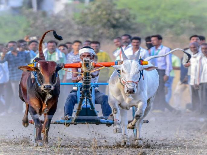120 bullock pairs from across the state participated in Vidarbha Kesari Shankar Pat; huge crowd of citizens | विदर्भ केसरी शंकरपटात राज्यभरातून नामांकित १२० बैलजोड्यांचा सहभाग; नागरिकांची तोबा गर्दी