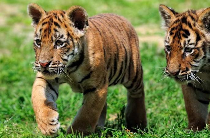 Campaign to find T-1 cubs; Fear of Tiger Attack | 'अवनी'च्या दोन बछड्यांचाही जीव धोक्यात?; शोध सुरू