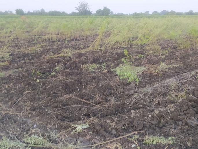 The farmer turned the tractor on seven acres of land | सात एकरातील तुरीवर शेतकऱ्याने फिरवला ट्रॅक्टर The farmer turned the tractor on seven acres of land | सात एकरातील तुरीवर शेतकऱ्याने फिरवला ट्रॅक्टर