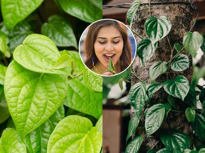 Eating betel leaves is good for digestion, but never eat them this way, many people make this mistake | विड्याचे पान खाणे पचनासाठी चांगलेच मात्र या पद्धतीने कधीच खाऊ नका, अनेकजण करतात 'ही' चूक Eating betel leaves is good for digestion, but never eat them this way, many people make this mistake | विड्याचे पान खाणे पचनासाठी चांगलेच मात्र या पद्धतीने कधीच खाऊ नका, अनेकजण करतात 'ही' चूक
