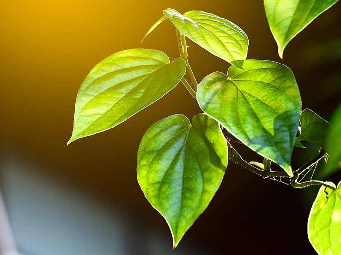 Give the paddy field crop status, insurance protection! | विड्याच्या पानाला पिकाचा दर्जा द्या, विम्याचे संरक्षण द्या! Give the paddy field crop status, insurance protection! | विड्याच्या पानाला पिकाचा दर्जा द्या, विम्याचे संरक्षण द्या!