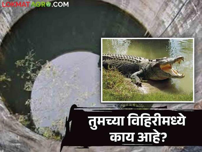 What are you saying: Abba! A large crocodile in a well; Read this in detail  | काय सांगताय : अबब ! विहिरीमध्ये भली मोठी मगर; ही काय भानगड वाचा सविस्तर  What are you saying: Abba! A large crocodile in a well; Read this in detail  | काय सांगताय : अबब ! विहिरीमध्ये भली मोठी मगर; ही काय भानगड वाचा सविस्तर