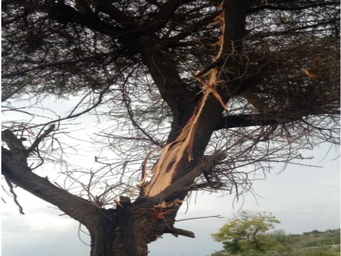 Suddenly lightning struck a tree in the field; A farmer couple died on the spot | अचानक शेतातील झाडावर वीज कोसळली; आडोशाला बसलेल्या शेतकरी दाम्पत्याचा जागीच मृत्यू Suddenly lightning struck a tree in the field; A farmer couple died on the spot | अचानक शेतातील झाडावर वीज कोसळली; आडोशाला बसलेल्या शेतकरी दाम्पत्याचा जागीच मृत्यू