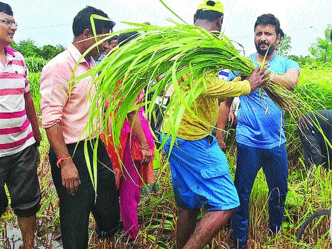 3 tonnes of pasture from the labor force for flood affected animals; Assistance from farmers in Raigad district | पूरग्रस्त जनावरांसाठी श्रमदानातून १०७ टन चारा; रायगड जिल्ह्यातील शेतकऱ्यांकडून मदत 3 tonnes of pasture from the labor force for flood affected animals; Assistance from farmers in Raigad district | पूरग्रस्त जनावरांसाठी श्रमदानातून १०७ टन चारा; रायगड जिल्ह्यातील शेतकऱ्यांकडून मदत