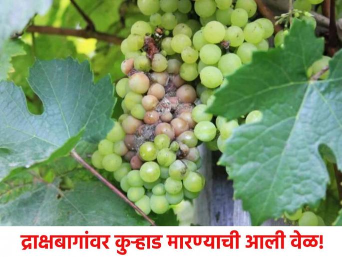The dream of exporting grapes abroad was shattered due to unseasonal rains | परदेशात द्राक्ष निर्यातीचे स्वप्न अवकाळी पावसामुळे भंगले The dream of exporting grapes abroad was shattered due to unseasonal rains | परदेशात द्राक्ष निर्यातीचे स्वप्न अवकाळी पावसामुळे भंगले