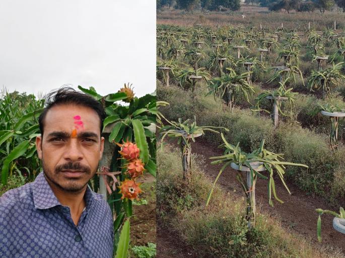 Farmer Vilas Ingale Leaving 'mobile repairing', he started a 'dragon fruit' garden in Malrana; earned a profit of lakhs | 'मोबाईल रिपेअरिंग' सोडून माळरानावर फुलविली 'ड्रॅगन फ्रूट'ची बाग; शेतकऱ्याला लाखोंचा नफा