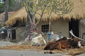 Climate proof Village! | वातावरणीय बदलात येणार ‘क्लायमेट प्रूफ व्हिलेज’!