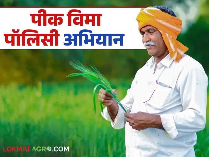 Latest News Pik Vima Yojana Farmers will get policy by Crop Insurance Policy Campaign Read in detail | Pik Vima Yojana : शेतकऱ्यांना मिळणार पॉलिसी, काय आहे पीक विमा पॉलिसी अभियान? वाचा सविस्तर 
