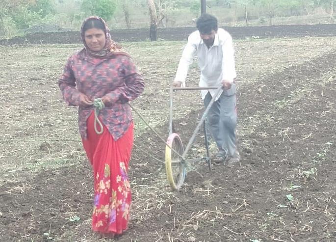 Women farmer working in field | संसाराचा गाडा हाकण्यासाठी विमलबाई बनली धुरकरी ! Women farmer working in field | संसाराचा गाडा हाकण्यासाठी विमलबाई बनली धुरकरी !