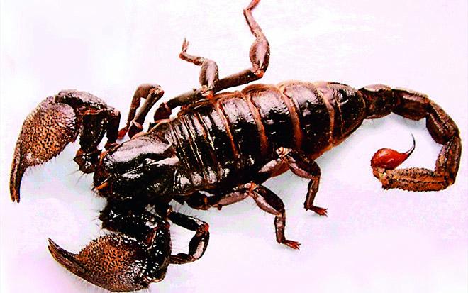 Scorpion kills 3 people a day | एकाच दिवशी तब्बल ३८ जणांना विंचूदंश
