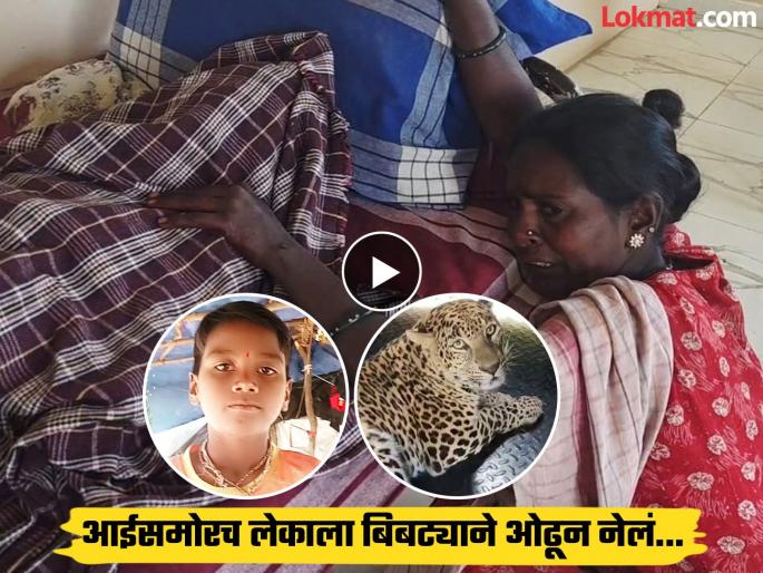 pune news leopard attack carried off an only child before his eyes the audience was moved to tears by the mothers cries | Video : एकुलत्या एक लेकाला बिबट्याने डोळ्यादेखत उचलून नेलं; आईचा आक्रोश पाहून ग्रामस्थांचे डोळे पाणावले pune news leopard attack carried off an only child before his eyes the audience was moved to tears by the mothers cries | Video : एकुलत्या एक लेकाला बिबट्याने डोळ्यादेखत उचलून नेलं; आईचा आक्रोश पाहून ग्रामस्थांचे डोळे पाणावले