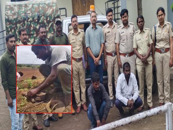 Ghorpadi's video went viral Both are in custody, action is being taken against the accused in Parkkhed | घोरपडीचा व्हिडीओ व्हायरल करणं भोवलं; दोघांना कोठडी, पारखेड येथील आरोपींवर कारवाई Ghorpadi's video went viral Both are in custody, action is being taken against the accused in Parkkhed | घोरपडीचा व्हिडीओ व्हायरल करणं भोवलं; दोघांना कोठडी, पारखेड येथील आरोपींवर कारवाई