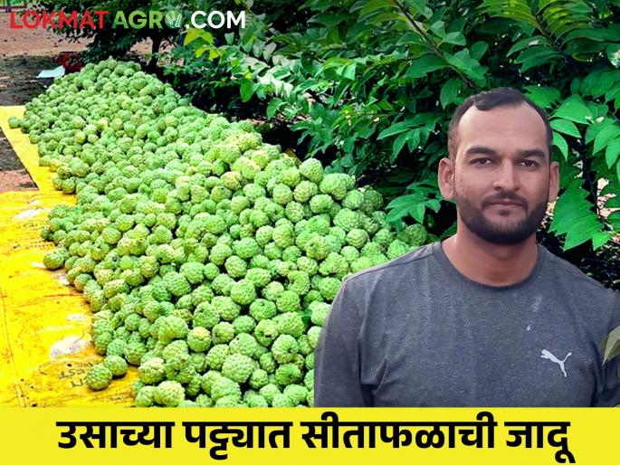 side to the sugarcane farming; Cultivation of custard apple, get good income from pulp preparation | उसाला फाटा देऊन; सीताफळाची लागवड, पल्प तयार करून केली उत्पन्नाची कमाल side to the sugarcane farming; Cultivation of custard apple, get good income from pulp preparation | उसाला फाटा देऊन; सीताफळाची लागवड, पल्प तयार करून केली उत्पन्नाची कमाल
