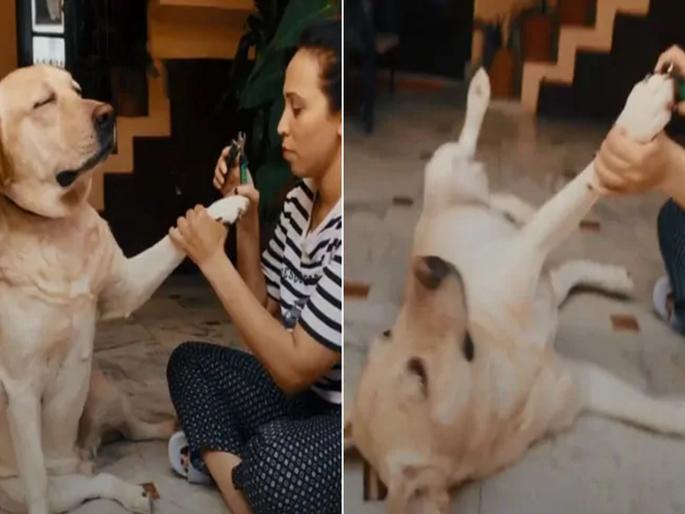 Hilarious video of dog acting on tiktok viral | नखं कापत असताना कुत्र्याने असं काही केलं की, व्हिडीओ झाला व्हायरल Hilarious video of dog acting on tiktok viral | नखं कापत असताना कुत्र्याने असं काही केलं की, व्हिडीओ झाला व्हायरल