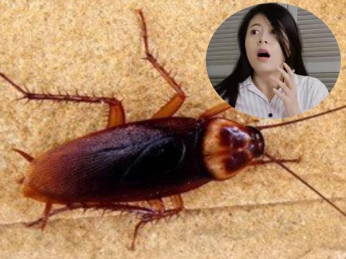 viral news woman has been tortured by cockroaches left her job and state | कॉकरेजमुळे बसला मोठा झटका! महिलेला लाखोंची नोकरी अन् राहत घर सोडावं लागलं viral news woman has been tortured by cockroaches left her job and state | कॉकरेजमुळे बसला मोठा झटका! महिलेला लाखोंची नोकरी अन् राहत घर सोडावं लागलं