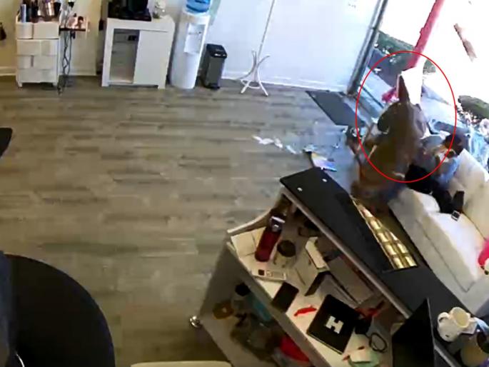 Viral video new york deer crashes glass window trending | Video : अचानक महिलेच्या अंगावर उडी घेत सलूनमध्ये घुसलं हरीण अन्... Viral video new york deer crashes glass window trending | Video : अचानक महिलेच्या अंगावर उडी घेत सलूनमध्ये घुसलं हरीण अन्...