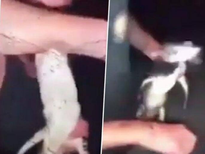 US florida man forces small alligator to drink beer viral video | VIDEO : मगरीच्या पिल्लाला पाजली बिअर अन्... US florida man forces small alligator to drink beer viral video | VIDEO : मगरीच्या पिल्लाला पाजली बिअर अन्...