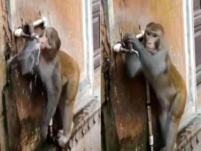 Viral video monkey closes tap after drinking water | सोशल मीडियावर पाणी पिणाऱ्या माकडाचं होतयं कौतुक; का ते व्हिडीओत पाहा! Viral video monkey closes tap after drinking water | सोशल मीडियावर पाणी पिणाऱ्या माकडाचं होतयं कौतुक; का ते व्हिडीओत पाहा!
