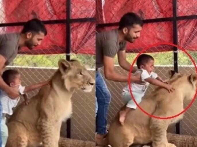 Viral Video: Why is he so stubborn? Dad was putting the baby on the lion's back, look what happened next... | Viral Video : कशासाठी तो हट्ट? चिमुकल्याला सिंहाच्या पाठीवर बसवत होता बाबा, पुढे जे झालं ते बघाच... Viral Video: Why is he so stubborn? Dad was putting the baby on the lion's back, look what happened next... | Viral Video : कशासाठी तो हट्ट? चिमुकल्याला सिंहाच्या पाठीवर बसवत होता बाबा, पुढे जे झालं ते बघाच...