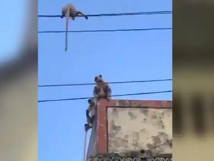 The monkey saved his baby by risking his own life, video goes viral | स्वतःचा जीव धोक्यात घालून वाचवले पिलाला, व्हिडिओ व्हायरल The monkey saved his baby by risking his own life, video goes viral | स्वतःचा जीव धोक्यात घालून वाचवले पिलाला, व्हिडिओ व्हायरल