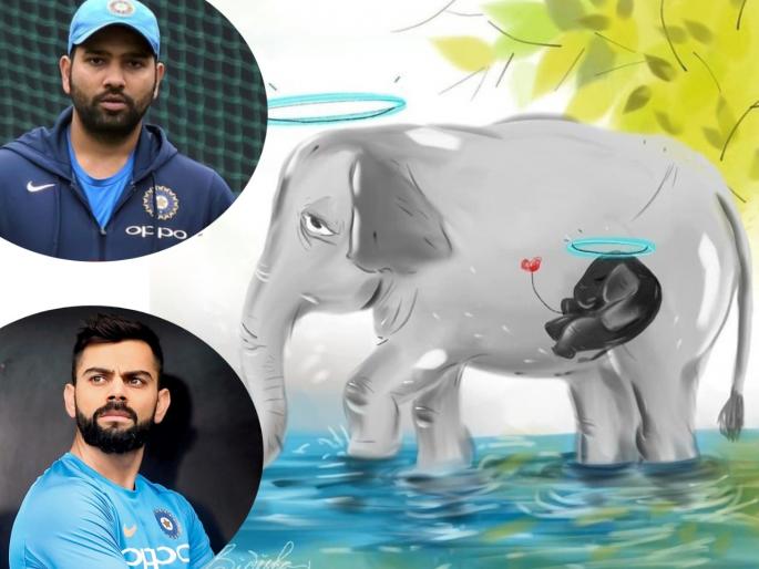 Rohit Sharma, Virat Kohli, Sunil Chhetri condemn Kerala elephant killing  | आपण अजूनही रानटीच आहोत! गर्भवती हत्तीणीच्या हत्येचा रोहित, विराटसह क्रीडा विश्वातून तीव्र निषेध
