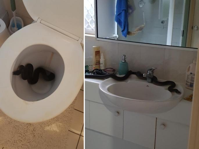 Australia cairns woman discovers python in bathroom viral photos | Viral Photo : टॉयलेट पॉटमध्ये अजगर पाहून ओरडली अन् नंतर असं काही झालं... Australia cairns woman discovers python in bathroom viral photos | Viral Photo : टॉयलेट पॉटमध्ये अजगर पाहून ओरडली अन् नंतर असं काही झालं...