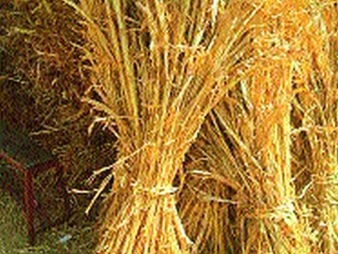 The fall in fodder, the result of cash crops | वैरणीचे घटले प्रमाण, नगदी पिकांमुळे परिणाम