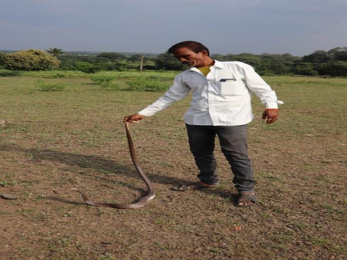 Cobra in prison at Visapur Prison | विसापूर कारागृहात कैद्यांच्या बराकीत कोब्रा Cobra in prison at Visapur Prison | विसापूर कारागृहात कैद्यांच्या बराकीत कोब्रा
