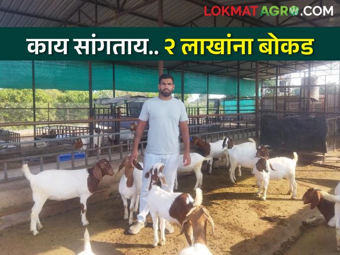 The farmer's voice should not be heard; 6 lakh per annum income from African Boer goat rearing | शेतकऱ्याचा नाद करायचा नाय; आफ्रिकन बोअर शेळीपालनातून वर्षाला सहा लाखाचे उत्पन्न The farmer's voice should not be heard; 6 lakh per annum income from African Boer goat rearing | शेतकऱ्याचा नाद करायचा नाय; आफ्रिकन बोअर शेळीपालनातून वर्षाला सहा लाखाचे उत्पन्न