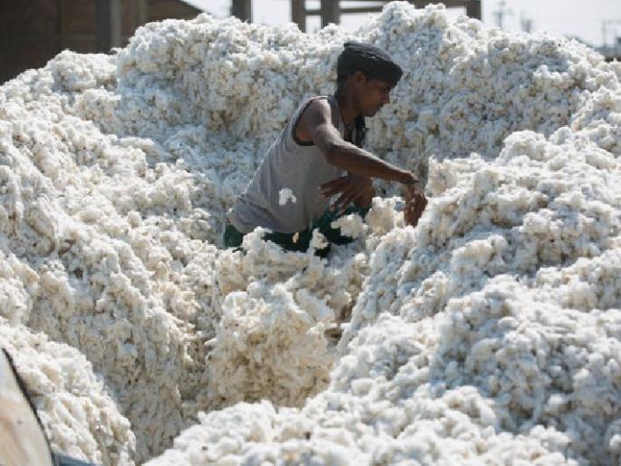 CCI's move to buy cotton from the open market | सीसीआयची खुल्या बाजारातून कापूस खरेदीची हालचाल CCI's move to buy cotton from the open market | सीसीआयची खुल्या बाजारातून कापूस खरेदीची हालचाल