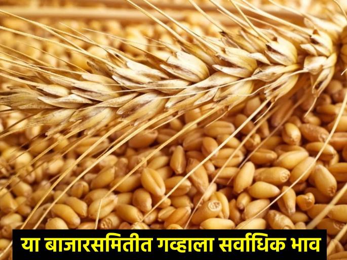 Wheat Market today: How is wheat getting the market price in the state? Highest rates here | wheat Market today: गव्हाला राज्यात कसा मिळतोय बाजारभाव? इथे सर्वाधिक दर Wheat Market today: How is wheat getting the market price in the state? Highest rates here | wheat Market today: गव्हाला राज्यात कसा मिळतोय बाजारभाव? इथे सर्वाधिक दर