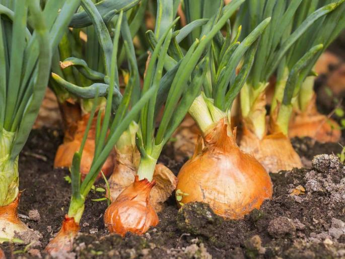 Growing onions for the rabbi? What is the price of onion seeds this year? | रब्बीसाठी कांदा लागवड करताय? कांद्याचे बी यंदा काय भावाने मिळणार? Growing onions for the rabbi? What is the price of onion seeds this year? | रब्बीसाठी कांदा लागवड करताय? कांद्याचे बी यंदा काय भावाने मिळणार?