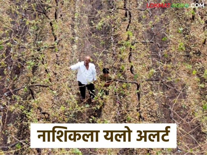 Latest News Nashik Rain alert 'Yellow alert' for Nashik district till Monday see details | Nashik Rain Alert : नाशिक जिल्ह्यात सोमवारपर्यंत यलो अलर्ट, काय सांगतोय हवामान अंदाज? Latest News Nashik Rain alert 'Yellow alert' for Nashik district till Monday see details | Nashik Rain Alert : नाशिक जिल्ह्यात सोमवारपर्यंत यलो अलर्ट, काय सांगतोय हवामान अंदाज?