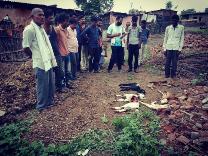 Goats hatched by wild beasts | जंगली श्वापदाने फस्त केली बकऱ्यांची पिले Goats hatched by wild beasts | जंगली श्वापदाने फस्त केली बकऱ्यांची पिले